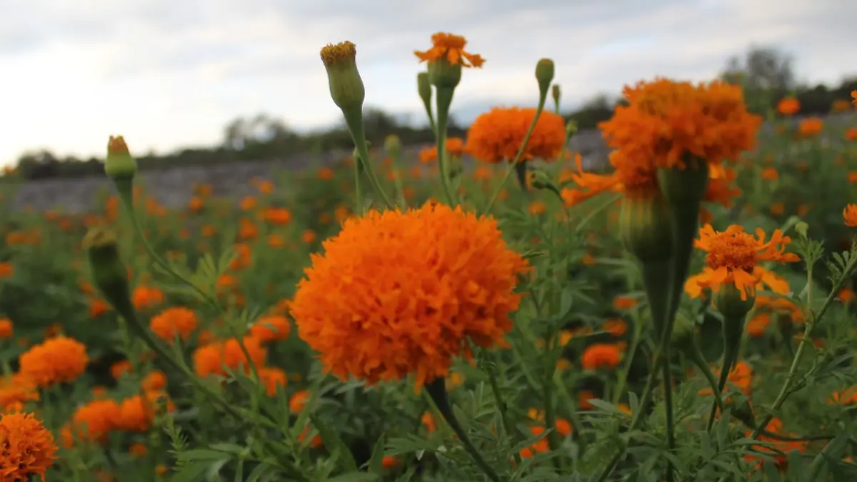 flor de muerto 